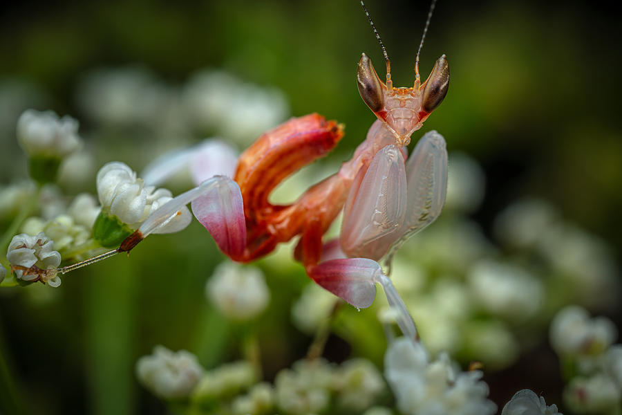 Orchid Mantis Nymph Photograph by Michael Pankratz