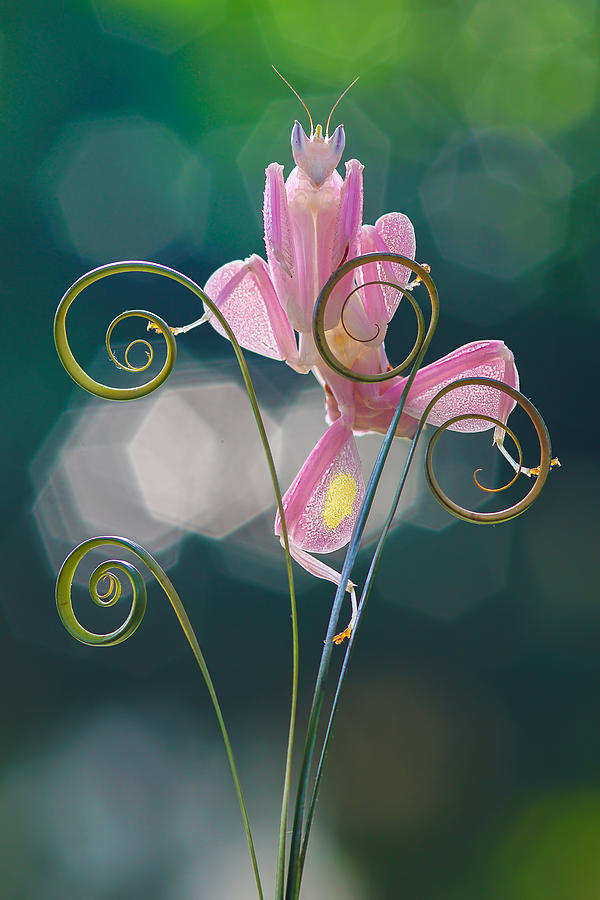 Orchid Mantis Pink Photograph by Andri Priyadi