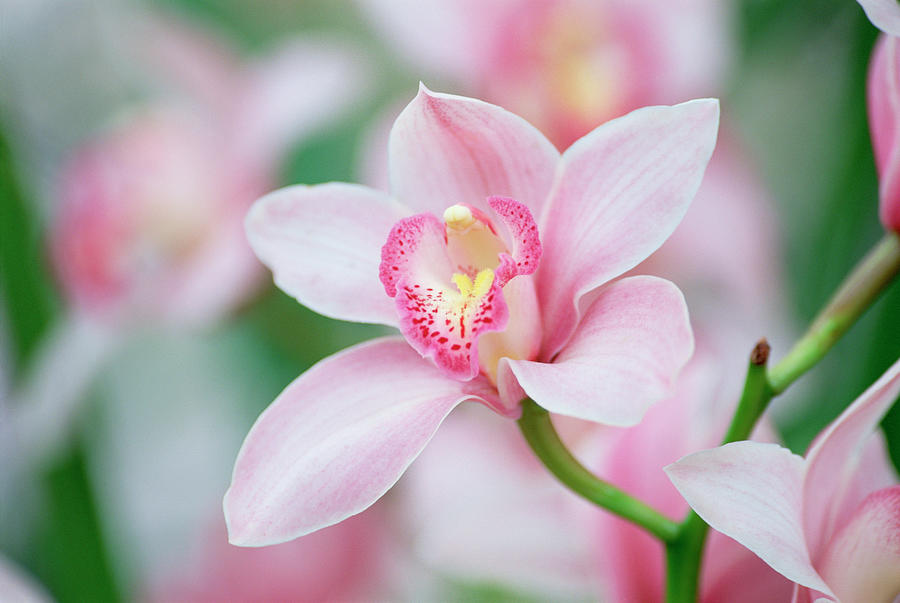Orchid Photograph by Martin Ruegner