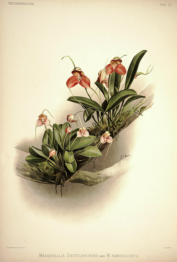 Sander Painting - Orchid, Masdevallia Shuttleworthii And Xanthocorys by Henry Frederick Conrad Sander Sander Painting - Orchid, Masdevallia Shuttleworthii And Xanthocorys by Henry Frederick Conrad Sander