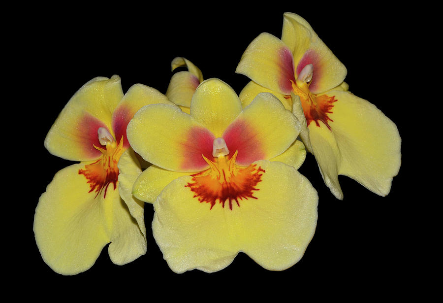 Orchid - Miltonia Andrea West 001 Photograph by George Bostian