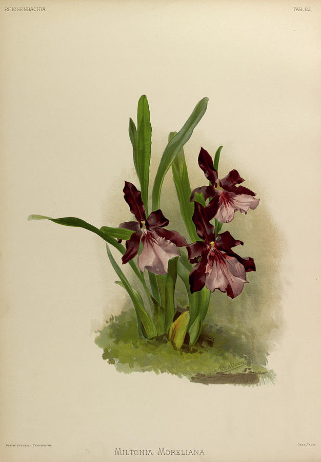 Orchid Painting - Orchid, Miltonia Moreliana by Henry Frederick Conrad Sander