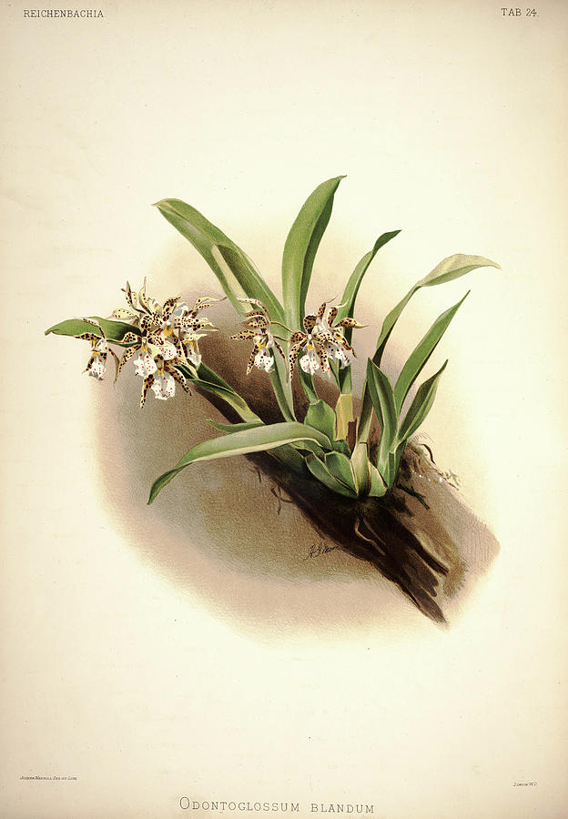 Sander Painting - Orchid, Odontoglossum Blandum by Henry Frederick Conrad Sander Sander Painting - Orchid, Odontoglossum Blandum by Henry Frederick Conrad Sander