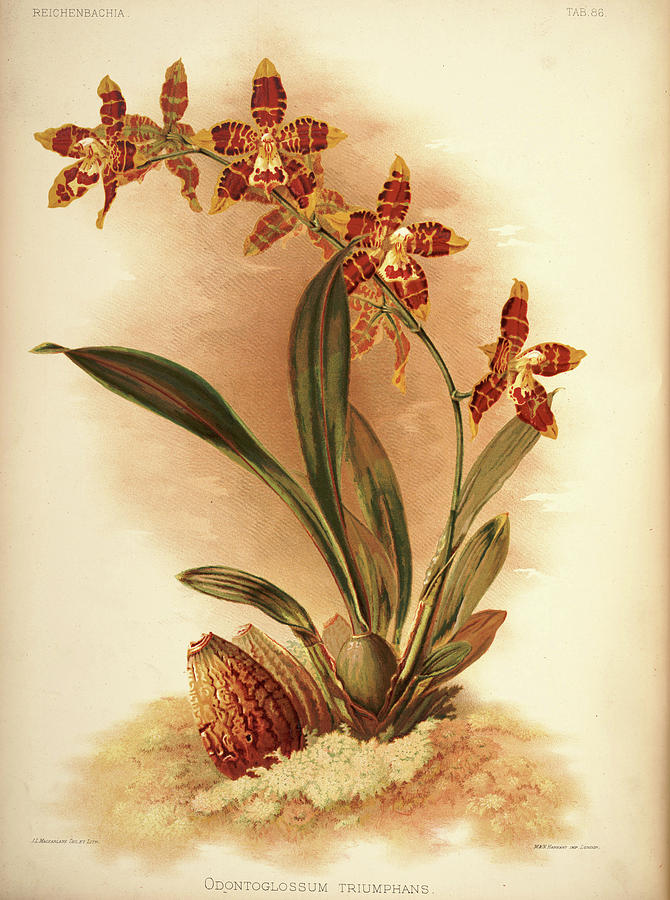 Sander Painting - Orchid, Odontoglossum Triumphans by Henry Frederick Conrad Sander Sander Painting - Orchid, Odontoglossum Triumphans by Henry Frederick Conrad Sander