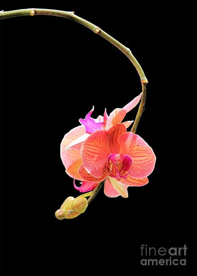 Orchid On Black Photograph