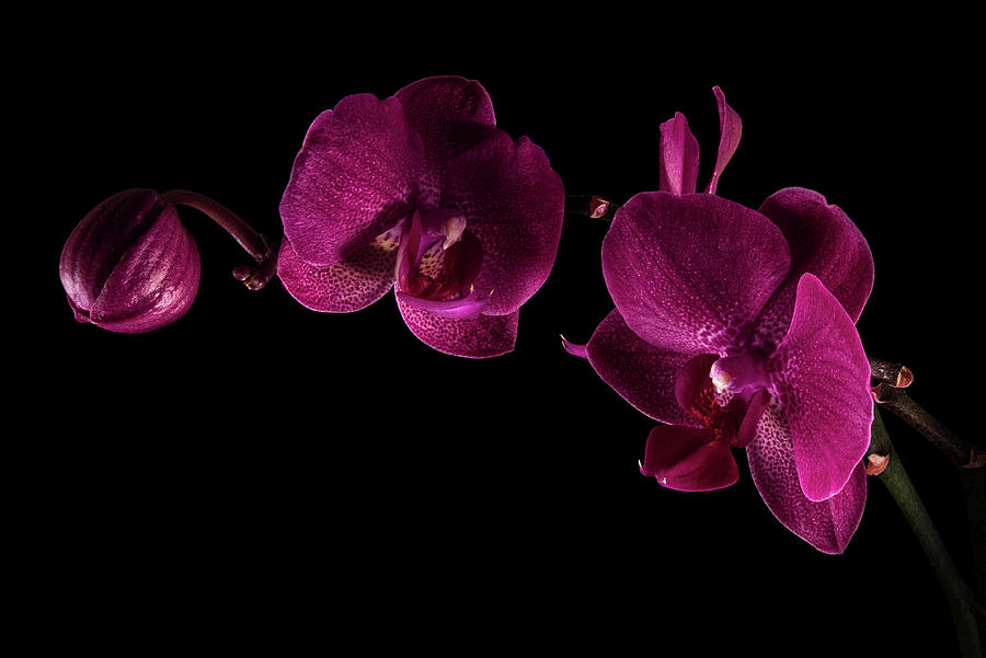 Orchid on Black Photograph by Richard Rizzo