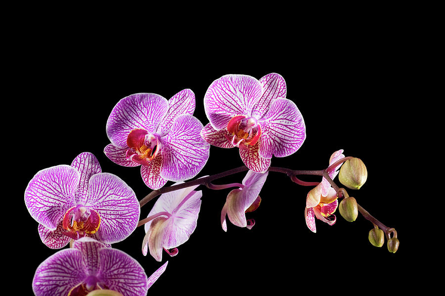 Orchid On Black Photograph by Slobo