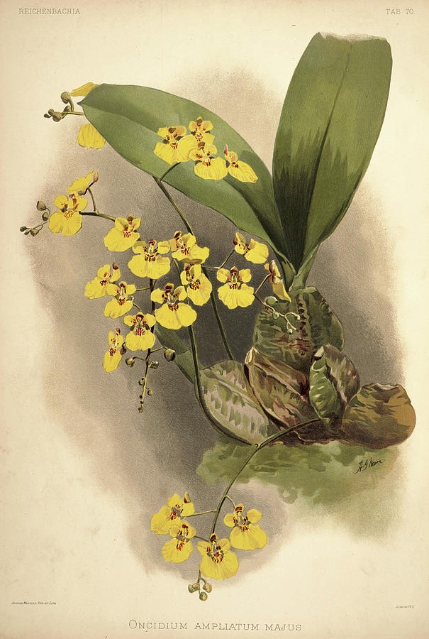 Orchid Painting - Orchid, Oncidium Ampliatum Majus by Henry Frederick Conrad Sander