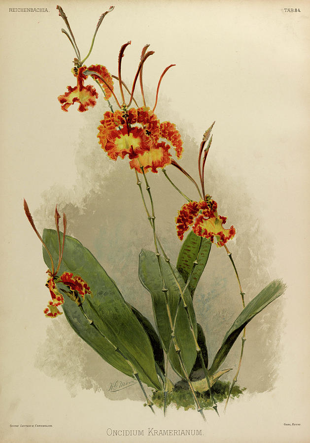 Orchid Painting - Orchid, Oncidium Kramerianum by Henry Frederick Conrad Sander