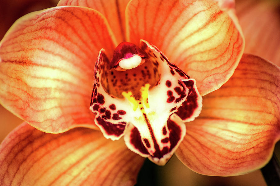 Orchid-Orange Photograph by Don Johnson