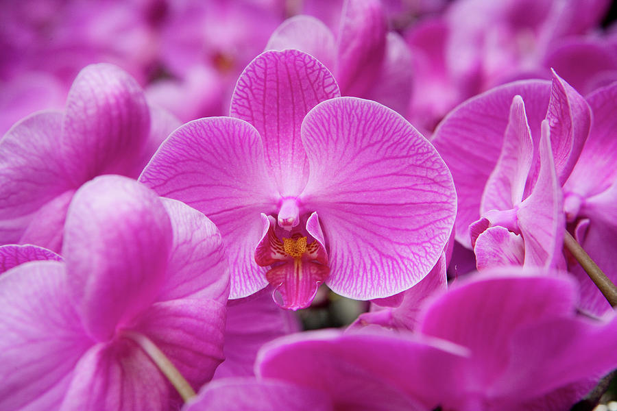 Orchid  Orchidaceae At Flower Market Photograph by Holger Leue