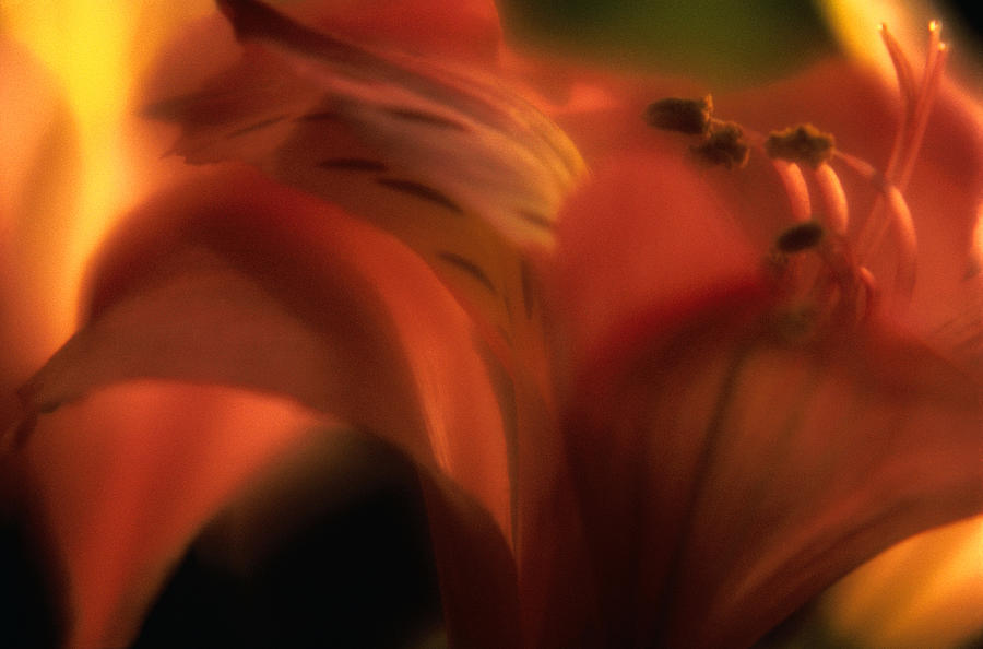 Orchid Orchidaceae, Close-up Soft Focus Photograph by Alan Pappe