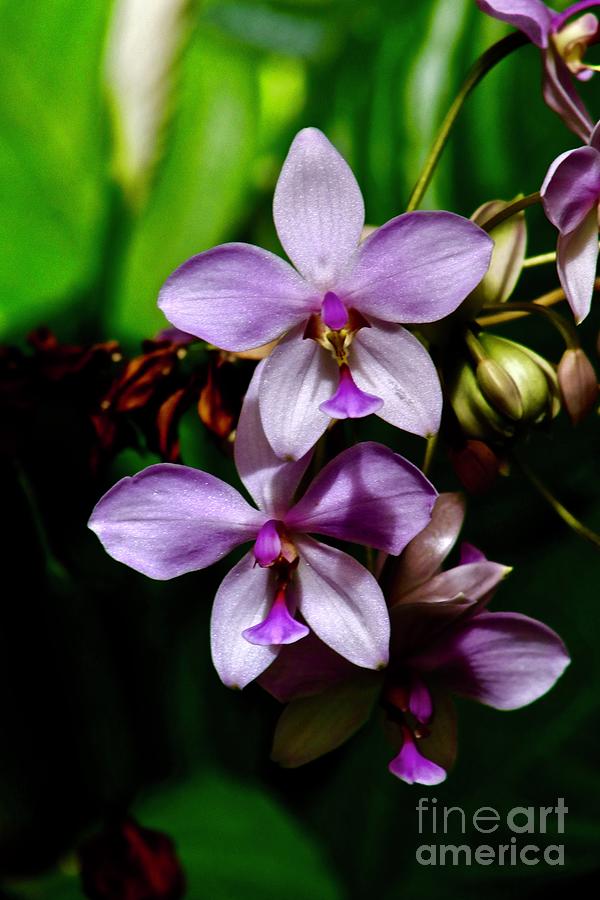 Orchid Pair in Light and Shadow Photograph by Craig Wood