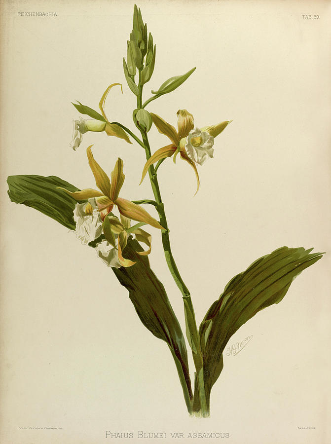 Orchid - Phaius Blumei Var Assamicus Painting by New Digital Museum ...