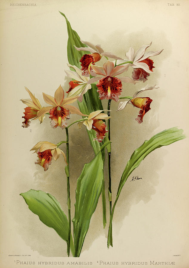 Orchid Painting - Orchid, Phaius Hybridus Amabilis, Marthiae by Henry Frederick Conrad Sander