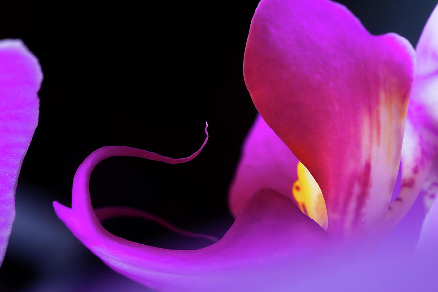 Orchid Phalaenopsis Photograph by Adamkaz