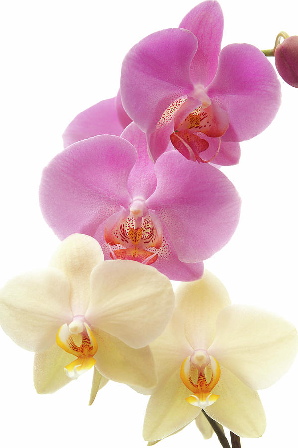 Orchid Phalaenopsis Against White Photograph by Creativ Studio Heinemann