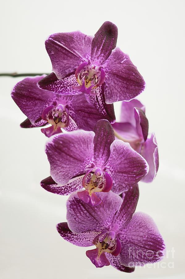 Orchid (phalaenopsis Ox Formosa Beauty 'picotee') Photograph by Maria ...