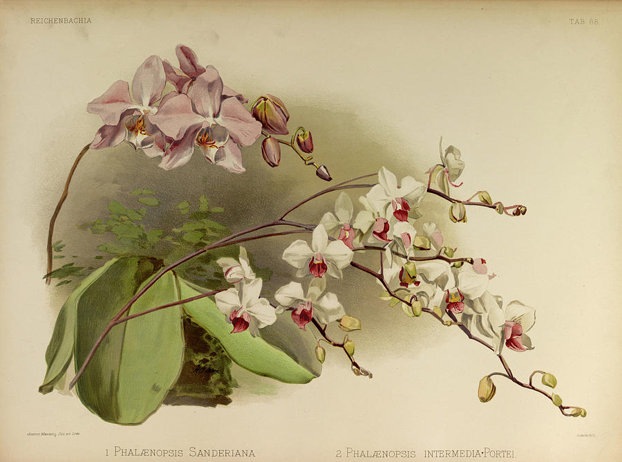 Sander Painting - Orchid, Phalaenopsis Sanderiana, Intermedia Portei by Henry Frederick Conrad Sander Sander Painting - Orchid, Phalaenopsis Sanderiana, Intermedia Portei by Henry Frederick Conrad Sander
