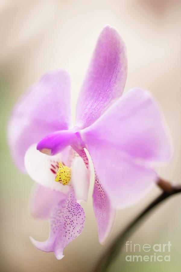 Orchid (phalaenopsis Schilleriana red X wild Jungle) Photograph by Maria Mosolova/science Photo Library