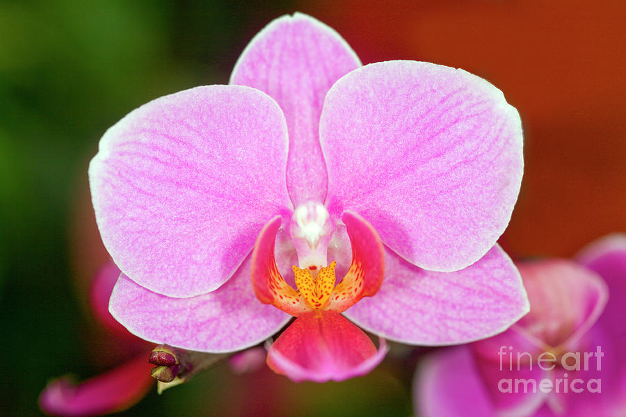 Orchid (phalaenopsis Sp.) Photograph by Dr Keith Wheeler/science Photo Library