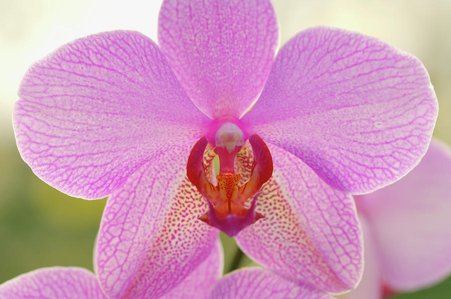 Orchid Phalaenopsis Spec., Close-up Photograph by Martin Ruegner