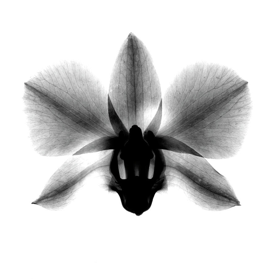 Orchid, Phalenop. X-ray Photograph by Bert Myers