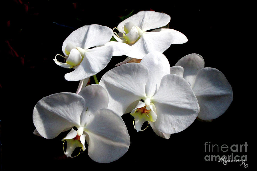Orchid Quintet Photograph by Mariarosa Rockefeller