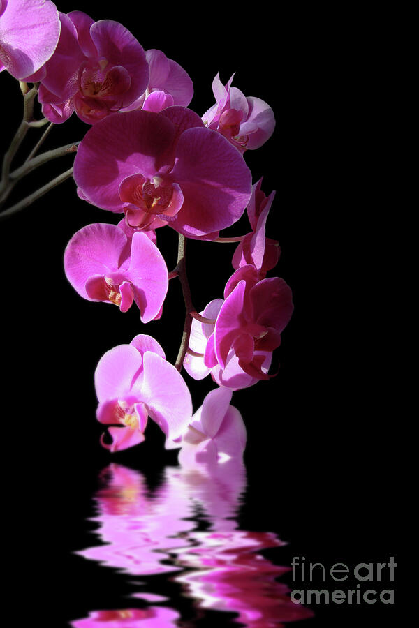 Orchid Photograph - Orchid reflections by Delphimages Photo Creations