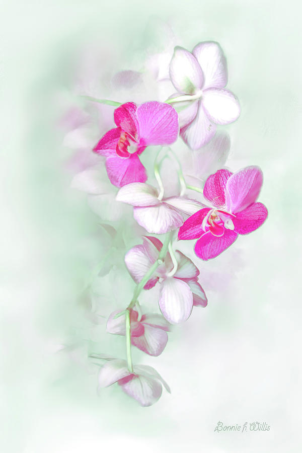 Orchid Show by Bonnie Willis Orchid Show by Bonnie Willis