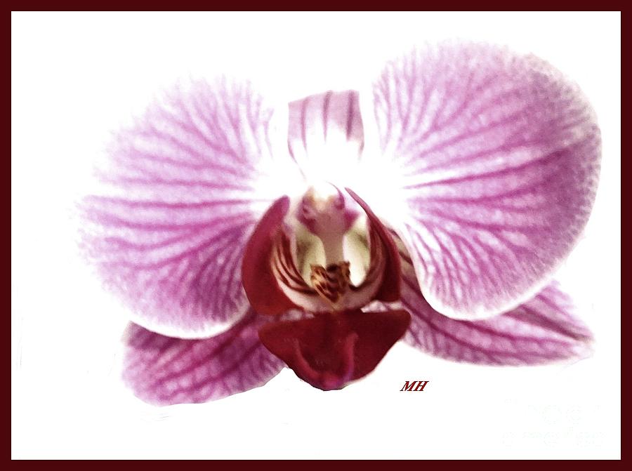 Orchid So Fine Photograph By Marsha Heiken Fine Art America