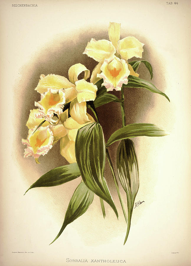 Sander Painting - Orchid, Sobralia Xantholeuca by Henry Frederick Conrad Sander Sander Painting - Orchid, Sobralia Xantholeuca by Henry Frederick Conrad Sander
