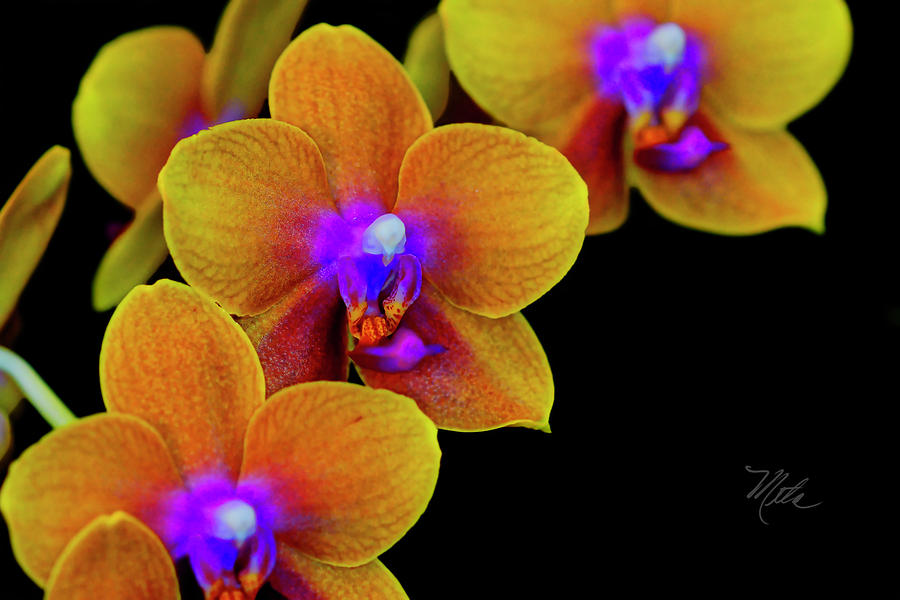 Orchid Study Ten Photograph by Meta Gatschenberger
