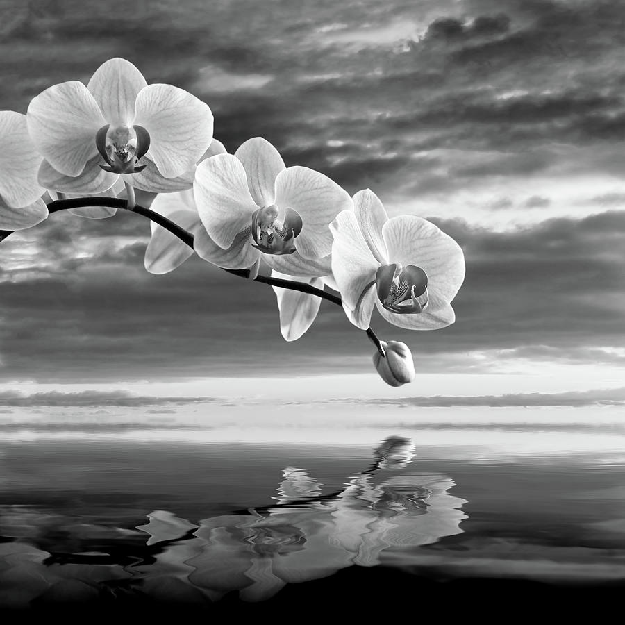Orchid Sunset Reflections Black And White Photograph by Gill Billington