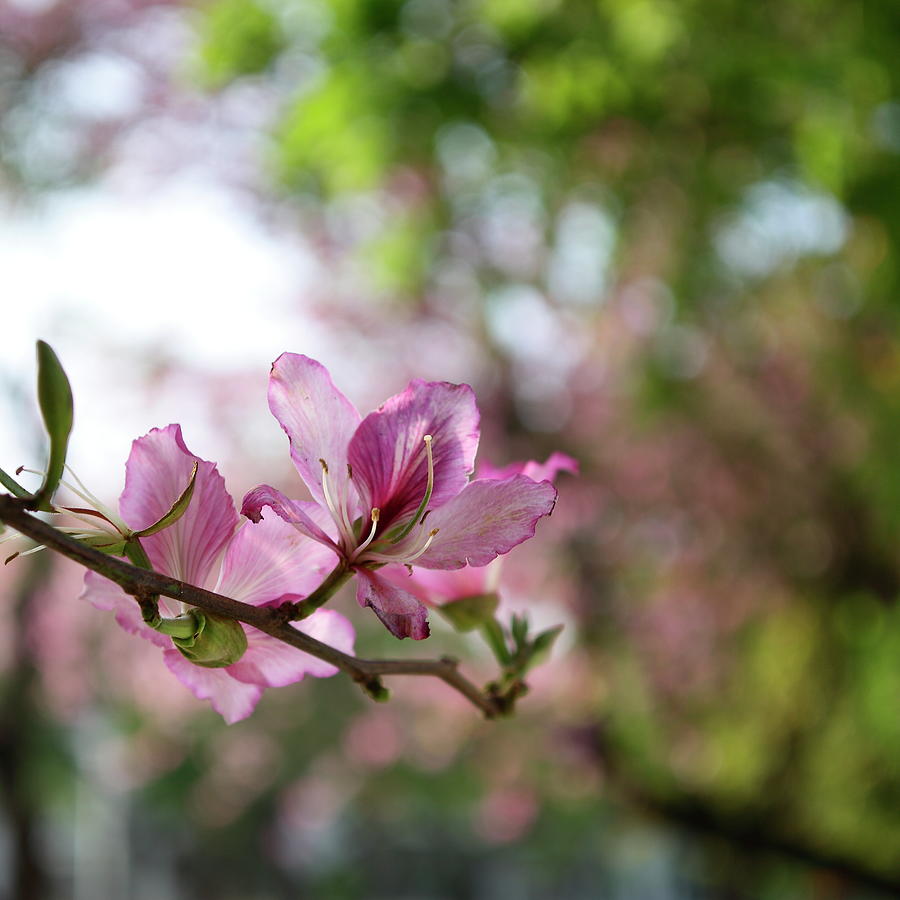 Orchid Tree Macro With Bokeh Photograph by Thunderbolt tw (bai Heng-yao) Photography