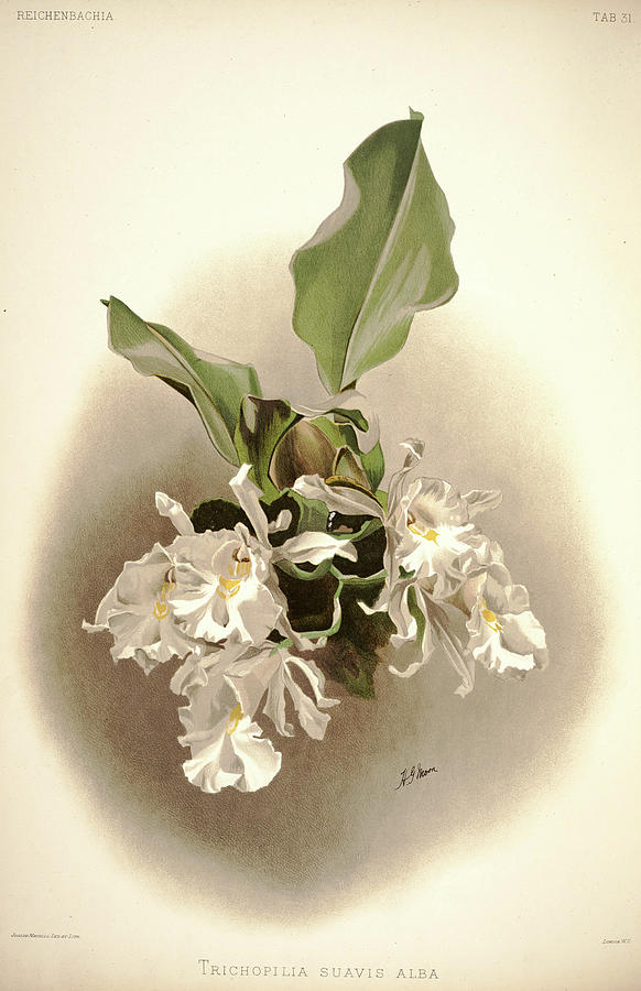 Sander Painting - Orchid, Trichopilia Suavis Alba by Henry Frederick Conrad Sander Sander Painting - Orchid, Trichopilia Suavis Alba by Henry Frederick Conrad Sander