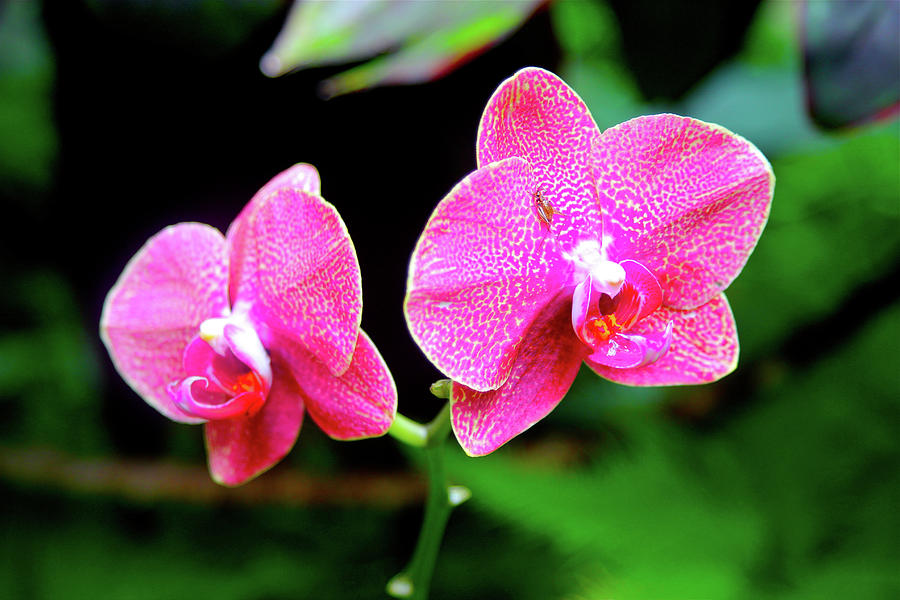 Flower Photograph - Orchid Twins by Melvin Ah Ching Flower Photograph - Orchid Twins by Melvin Ah Ching