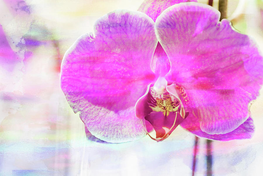 Orchid Photograph - Orchid Vibrancy 04 by Eva Bane