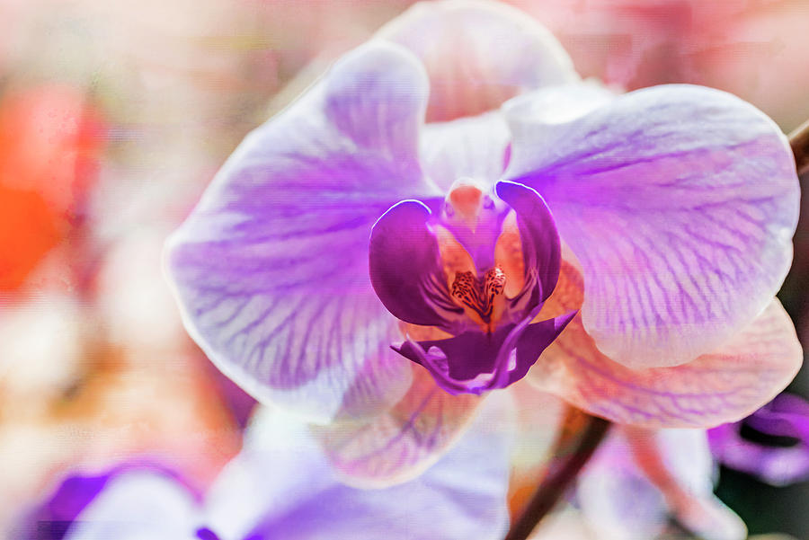 Orchid Photograph - Orchid Vibrancy 05 by Eva Bane