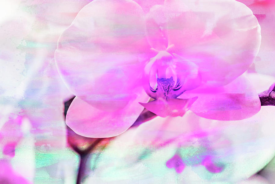 Orchid Photograph - Orchid Vibrancy 06 by Eva Bane