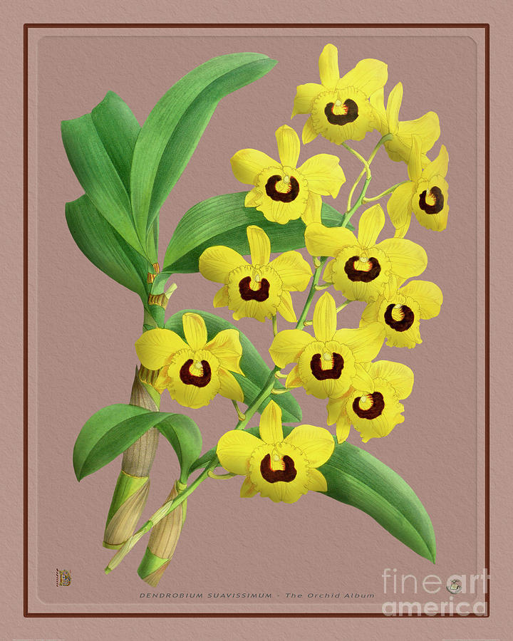 Orchid Vintage Print On Colored Paper Digital Art