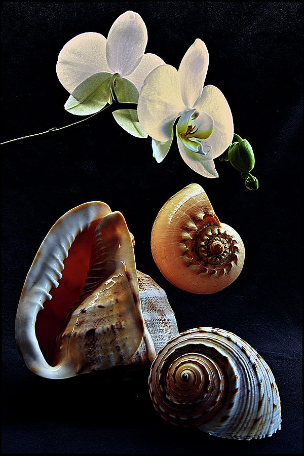 Orchid with three seashells Photograph by Andrei SKY