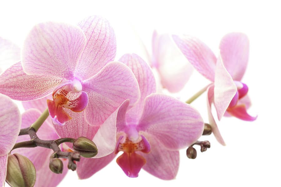 Orchid Photograph by Ziva k