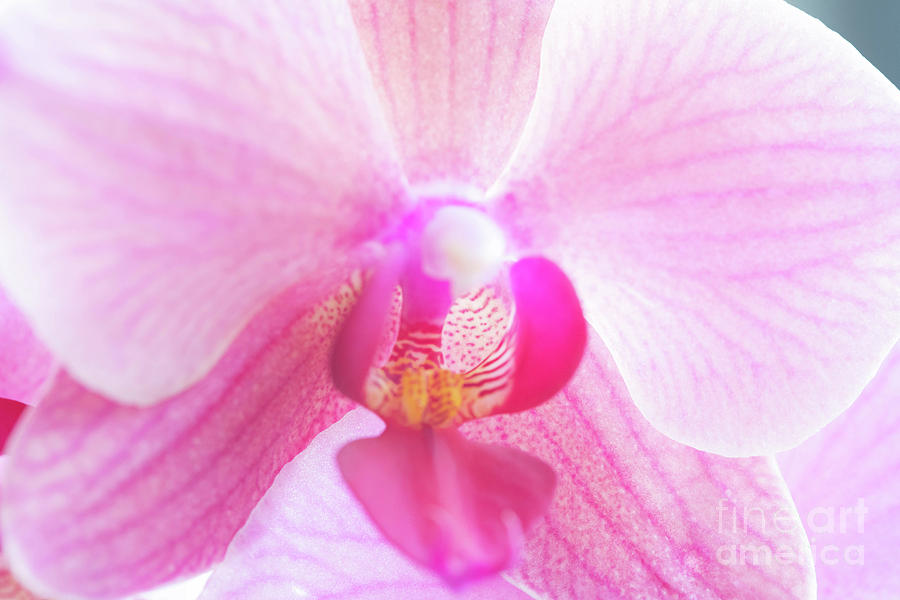 Orchid2019_0042 Photograph by James Baron
