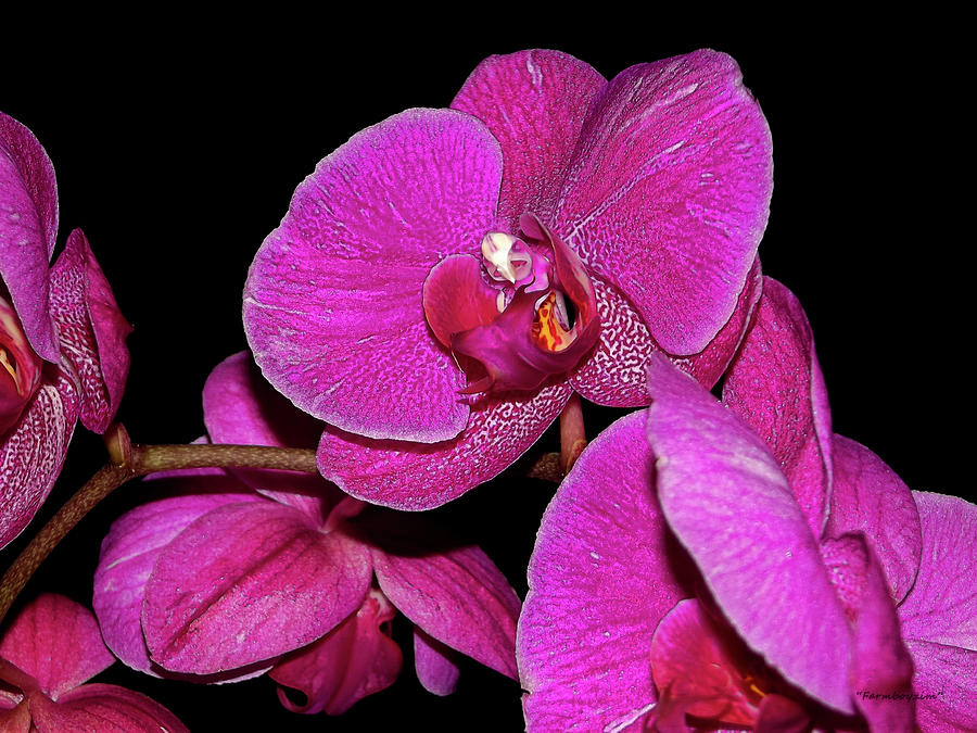 Orchids 1 Photograph by Harold Zimmer