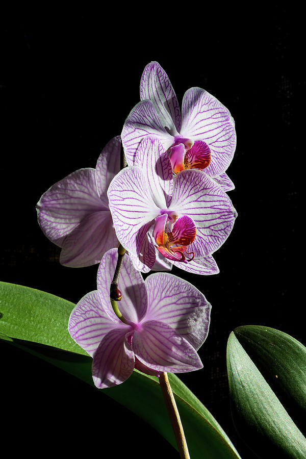 Orchids - 1 Photograph by Paul MAURICE