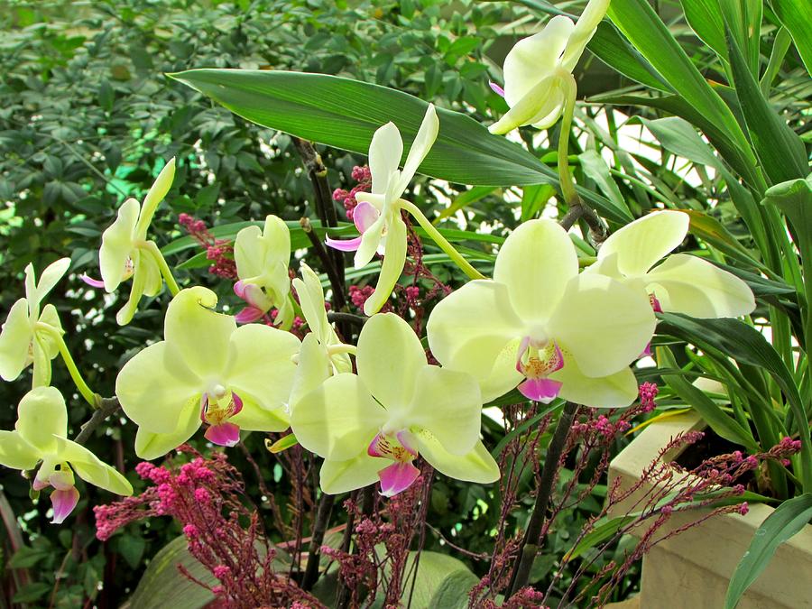 Orchids 1012 Photograph