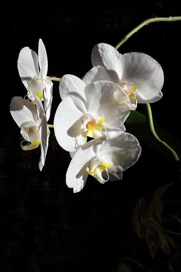 Orchids - 2 Photograph by Paul MAURICE