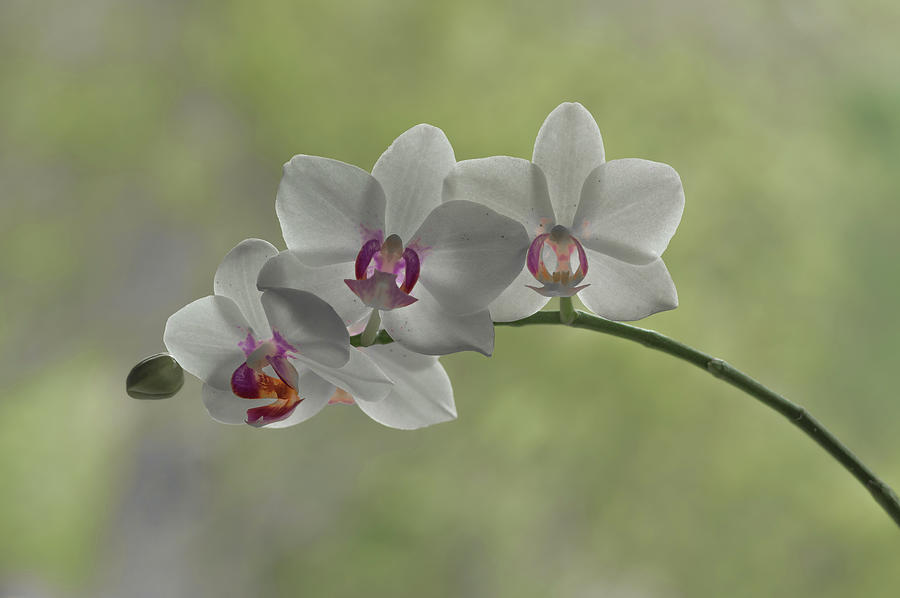 Orchids - 3608 Photograph by Jerry Owens