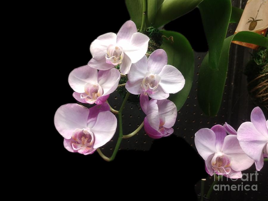 Orchids after dark Digital Art by Scott S Baker